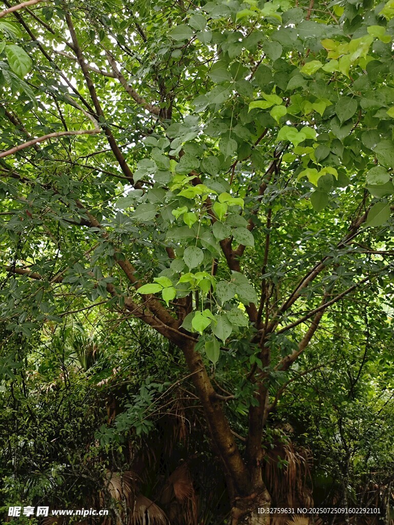 繁茂绿树