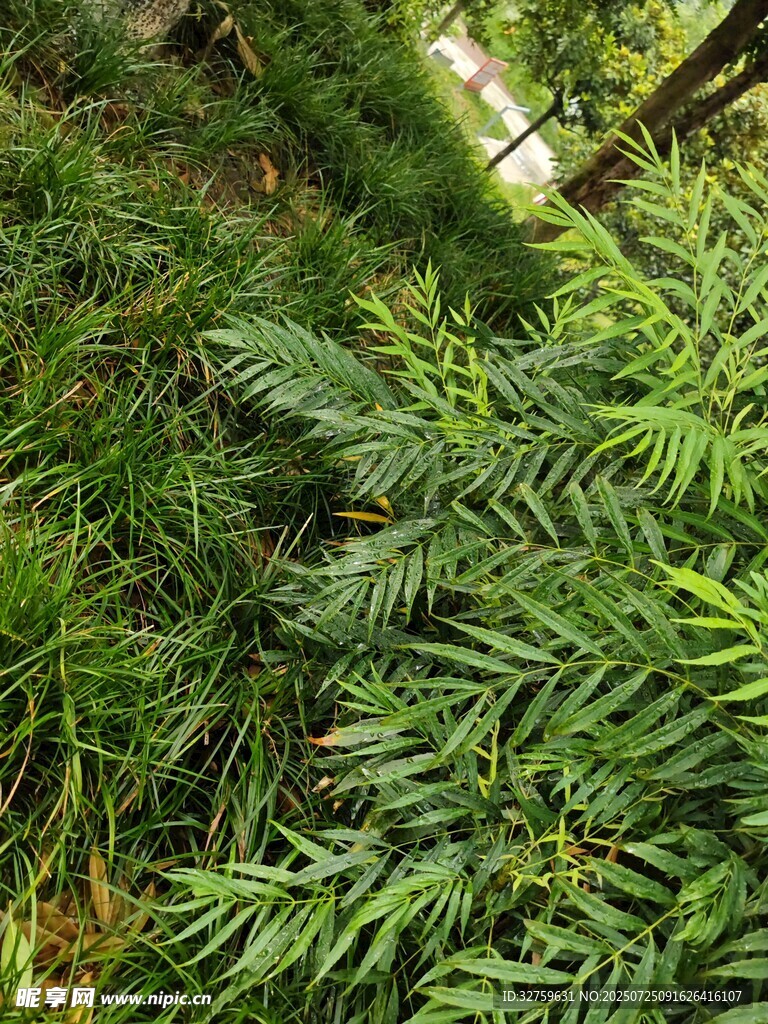 翠绿蕨类植物近景特写
