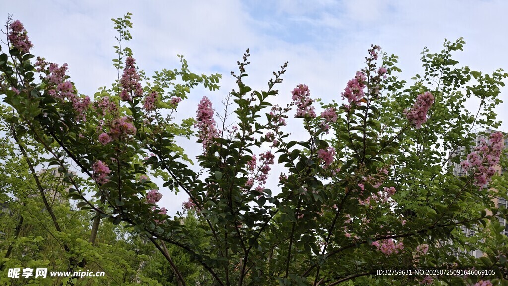 盛开的紫花树
