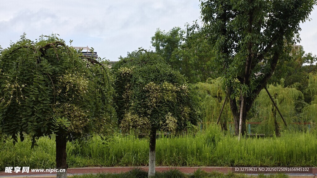 绿意盎然的树林景观