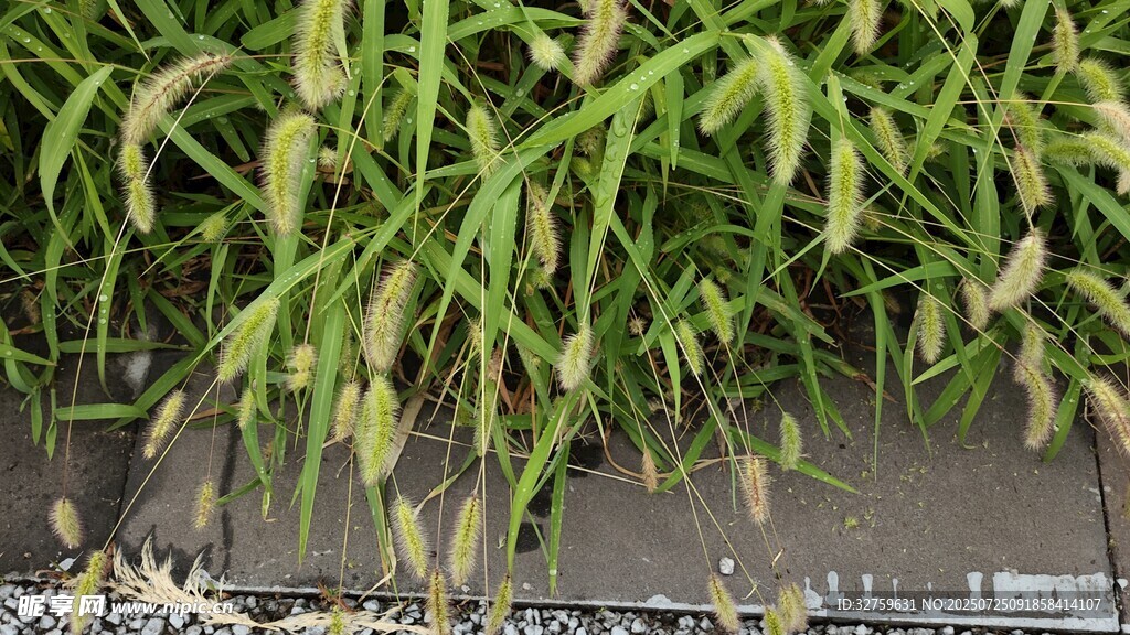 茂盛的绿色谷物植株