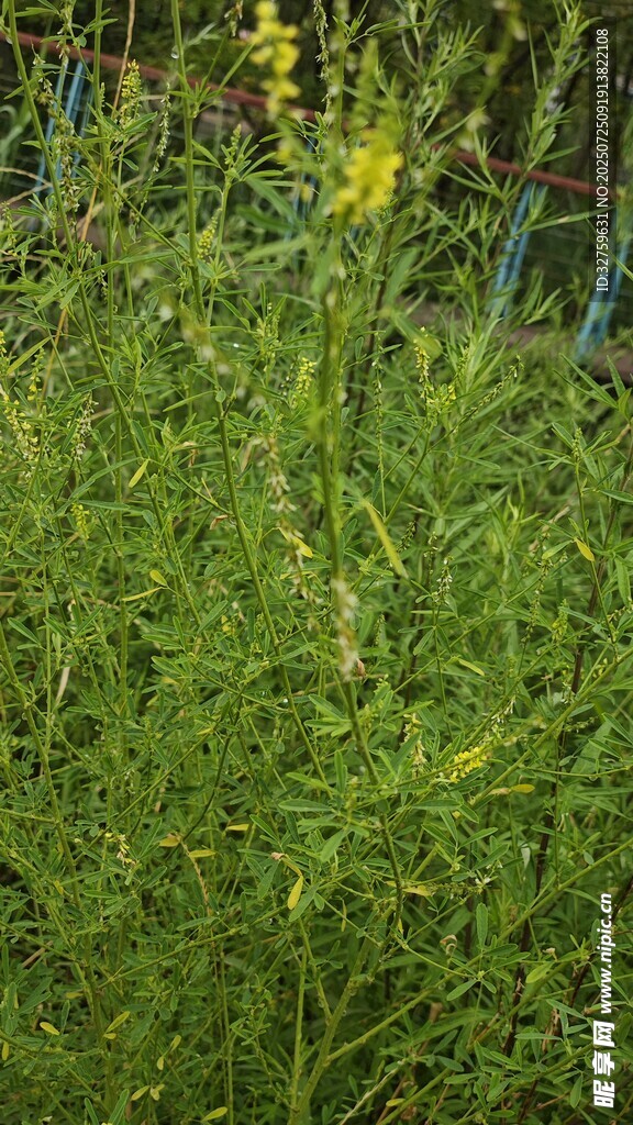 野外茂盛的绿色植物