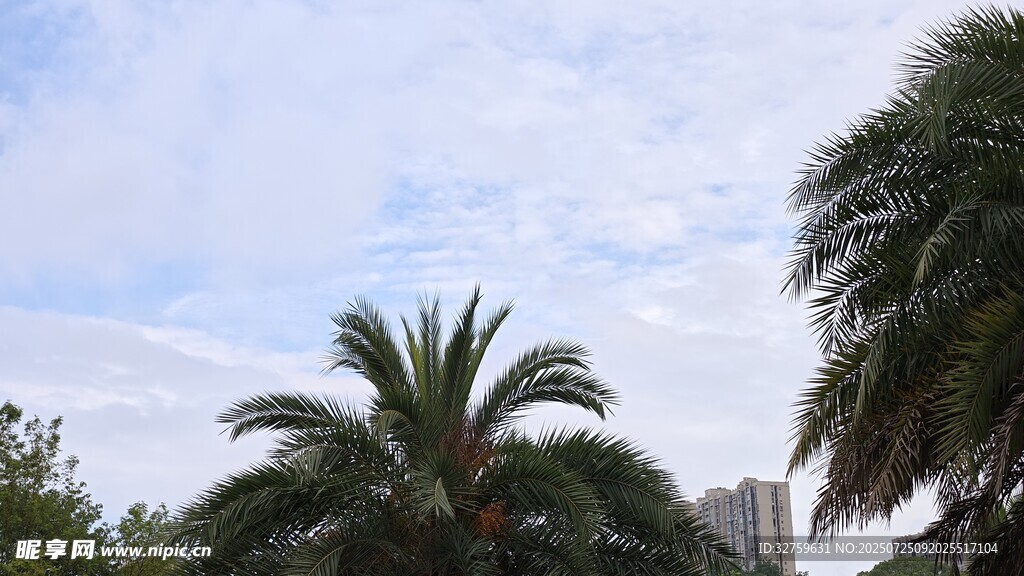 蓝天椰树风景图