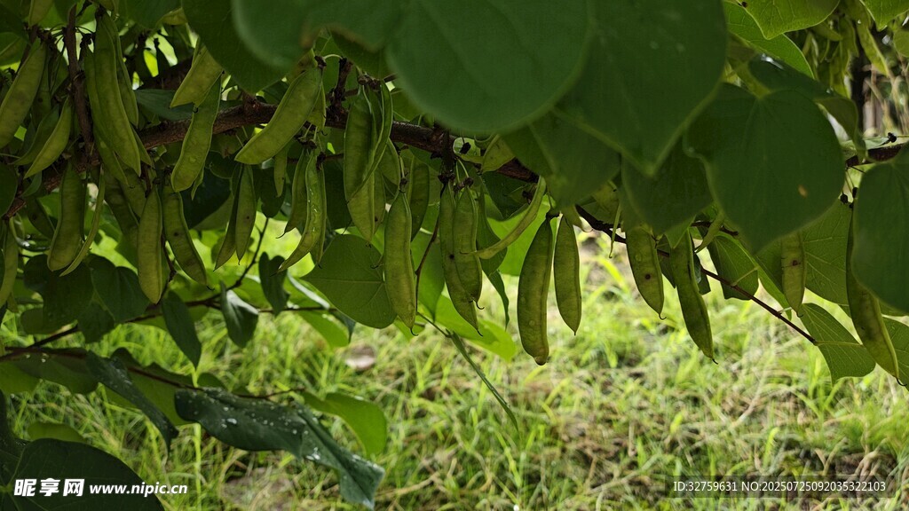 藤蔓下的豆角与绿意
