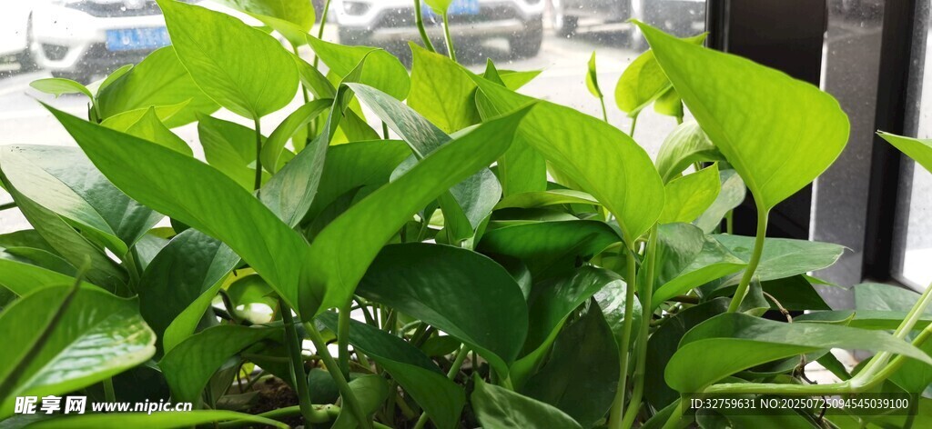 翠绿铃兰盆栽清新植物