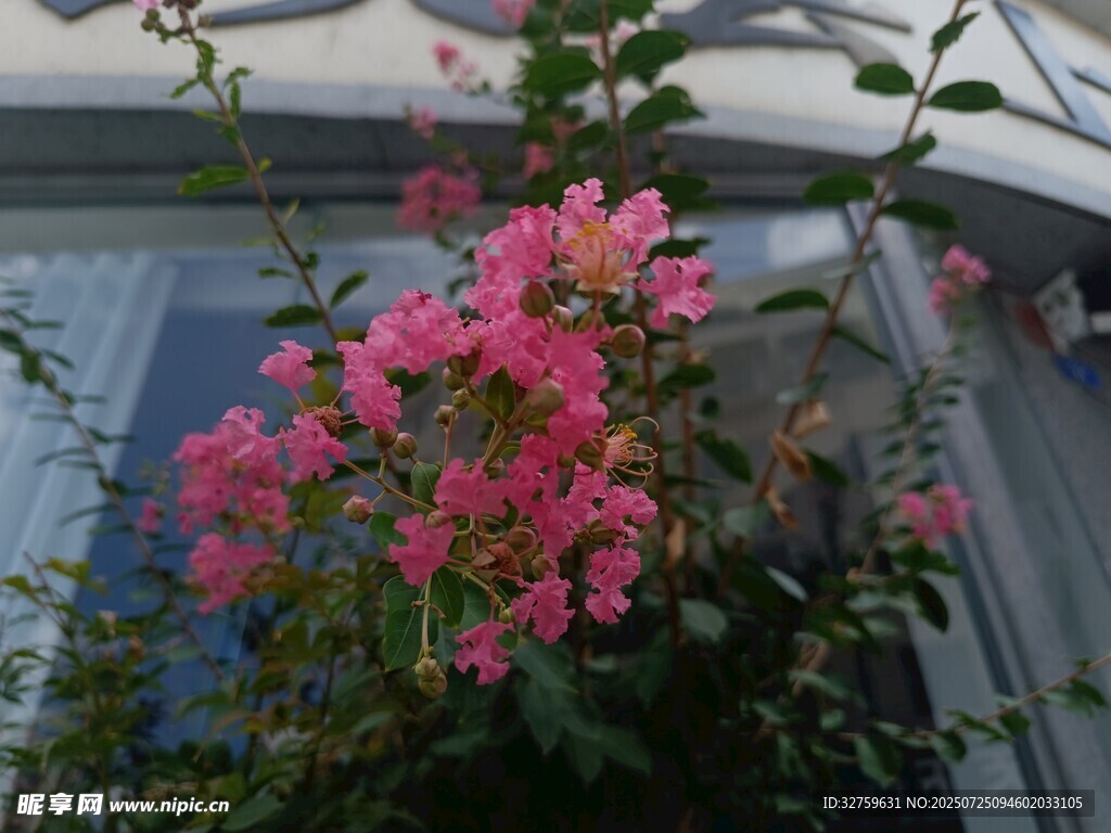 窗边绽放的娇艳粉色花朵