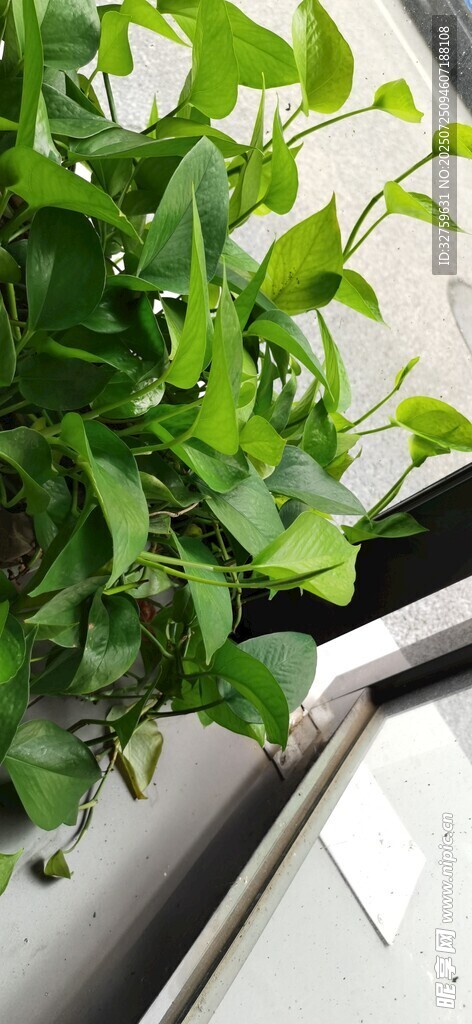 窗边绿植