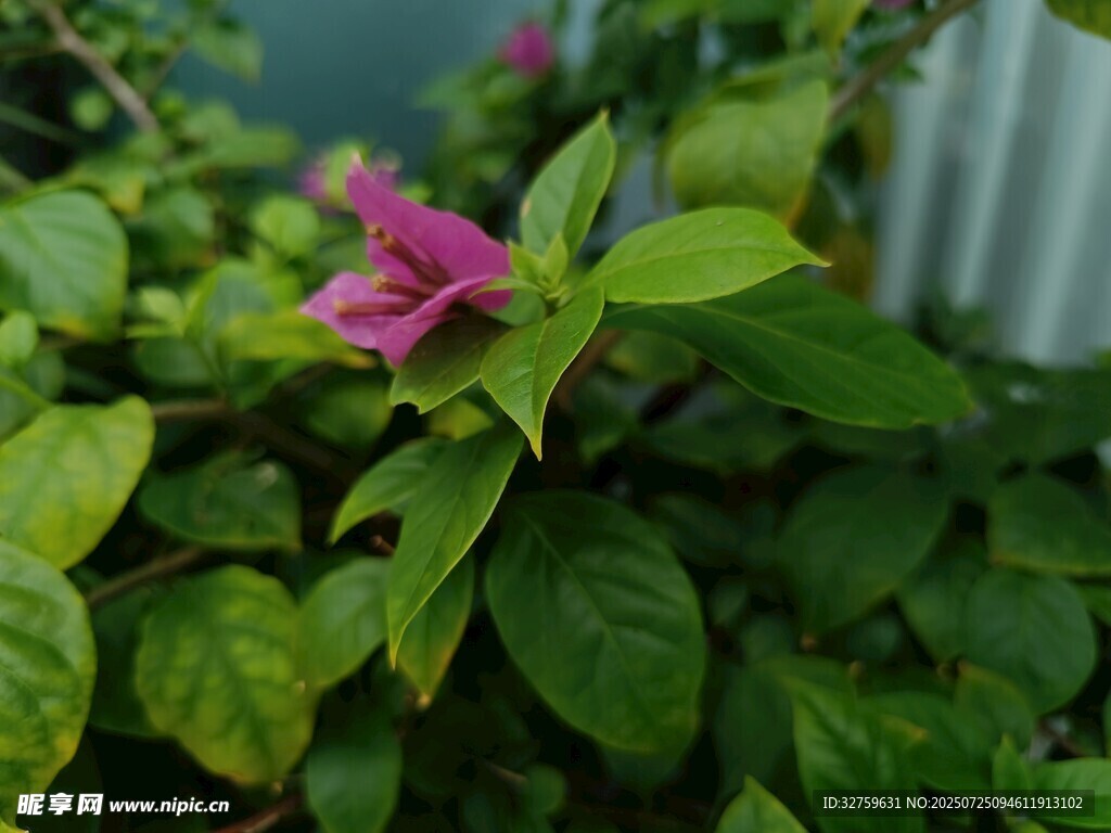 绿叶丛中的娇艳粉花