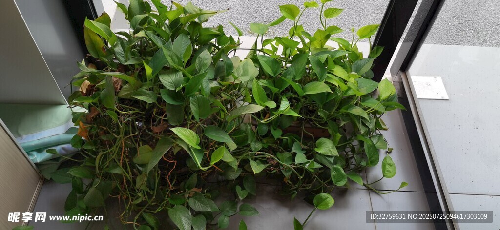 窗边翠绿植物生机勃勃