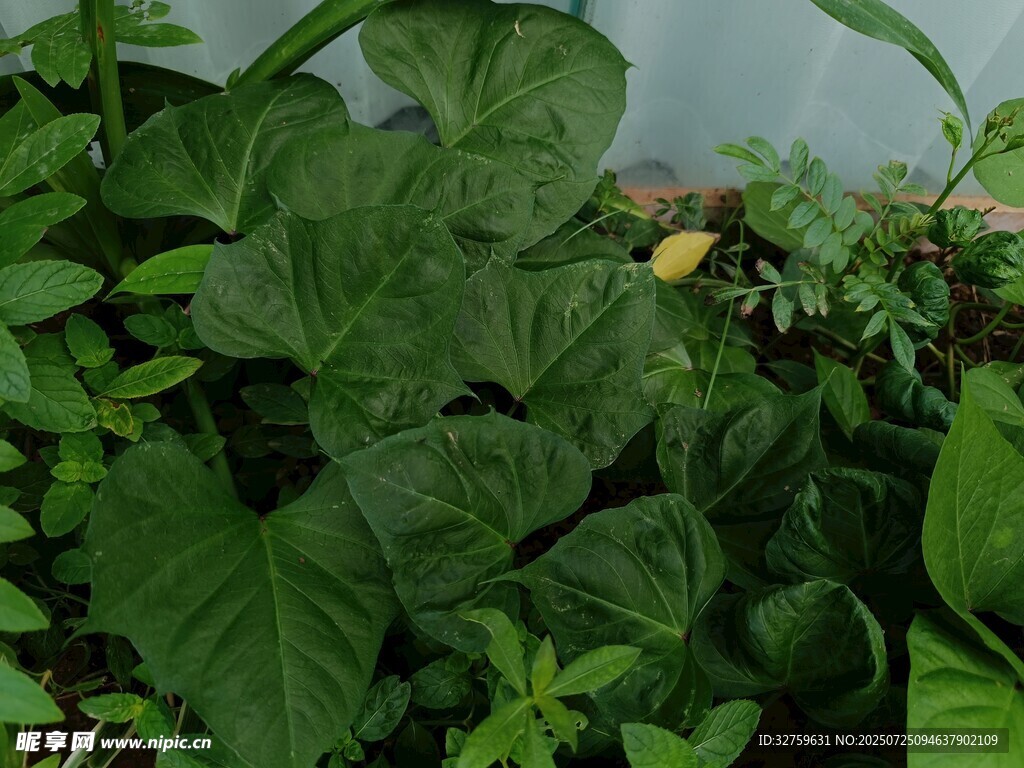 绿叶繁茂的植物景观