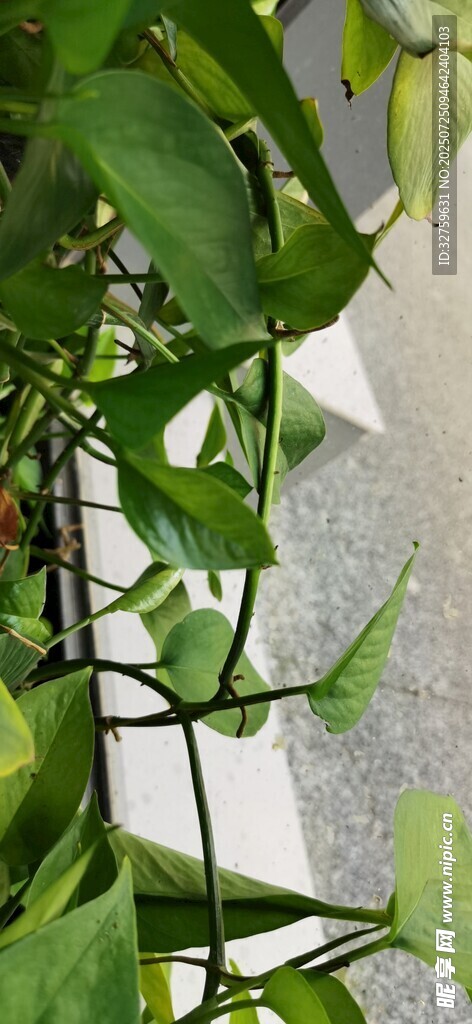绿叶植物的生机景象