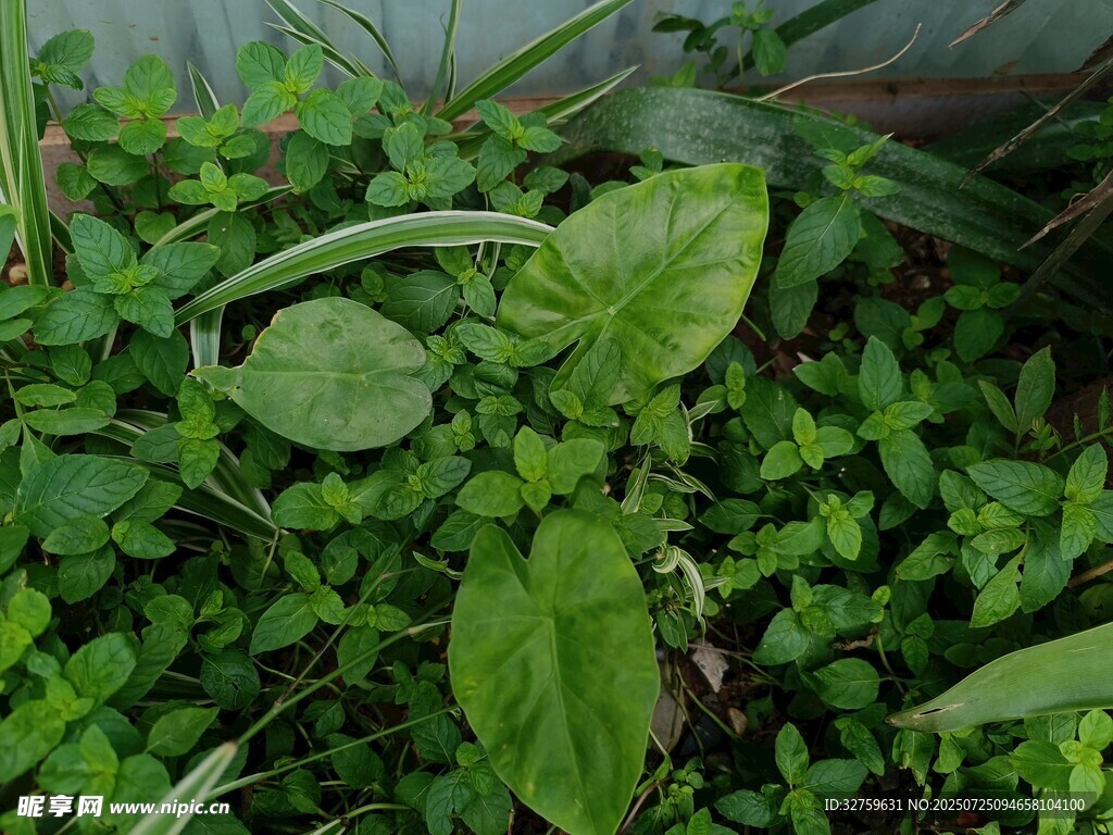 绿叶繁茂的植物景观