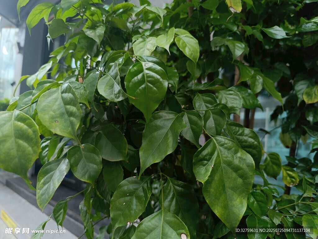 翠绿繁茂的室内绿植