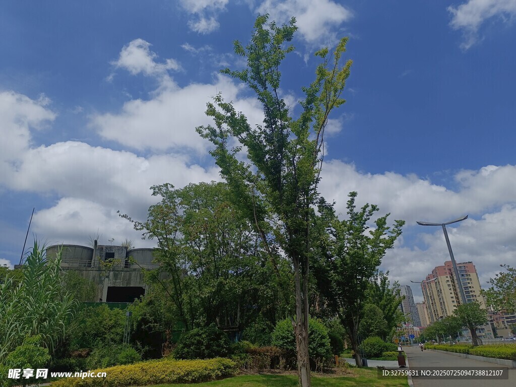 蓝天白云下的绿树景观