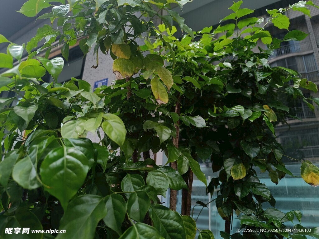 绿叶繁茂的植物景观