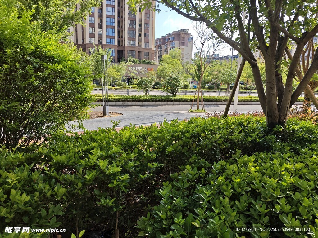 城市中葱郁绿植景观