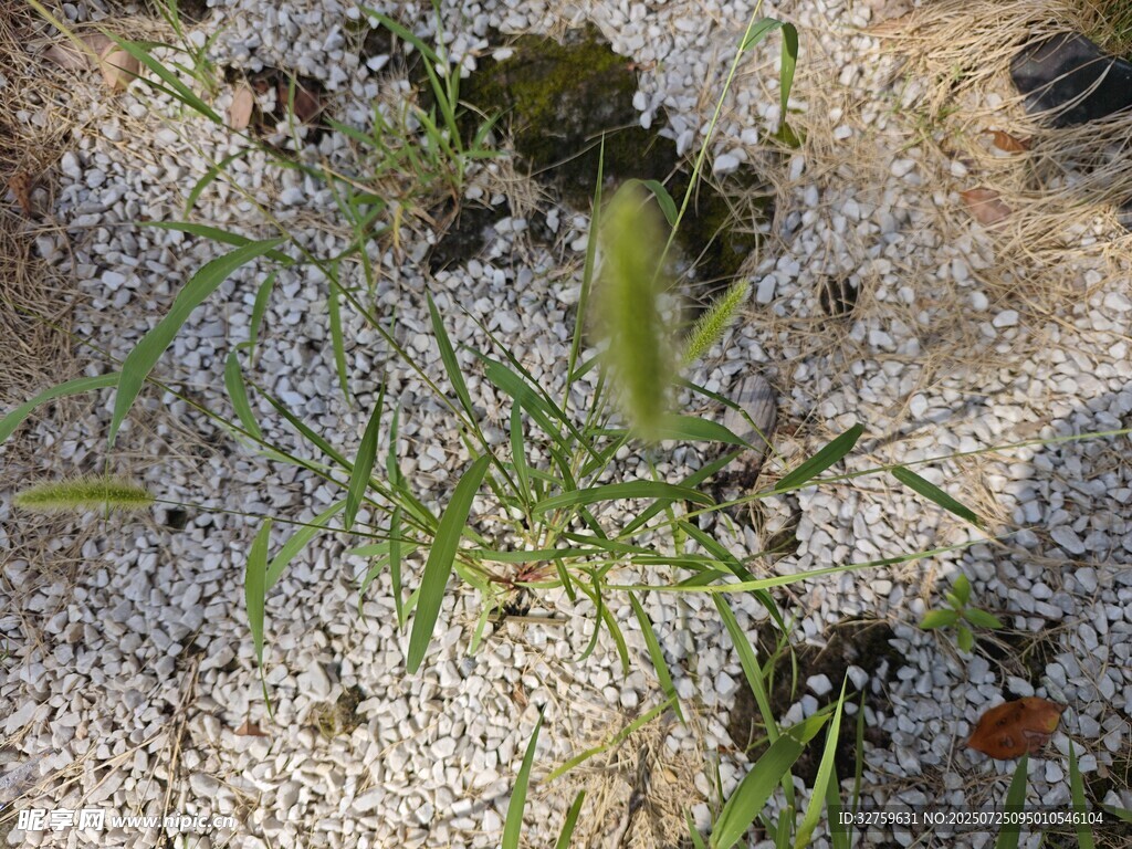 地面上的绿色植物与杂物