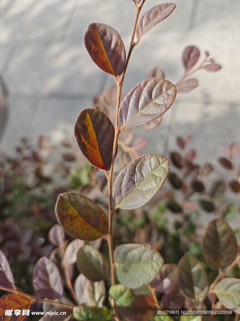 多彩叶片植物特写