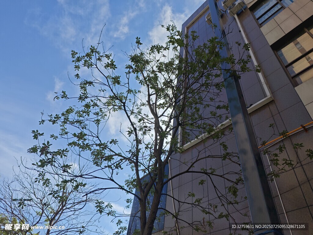 楼旁新绿的树木