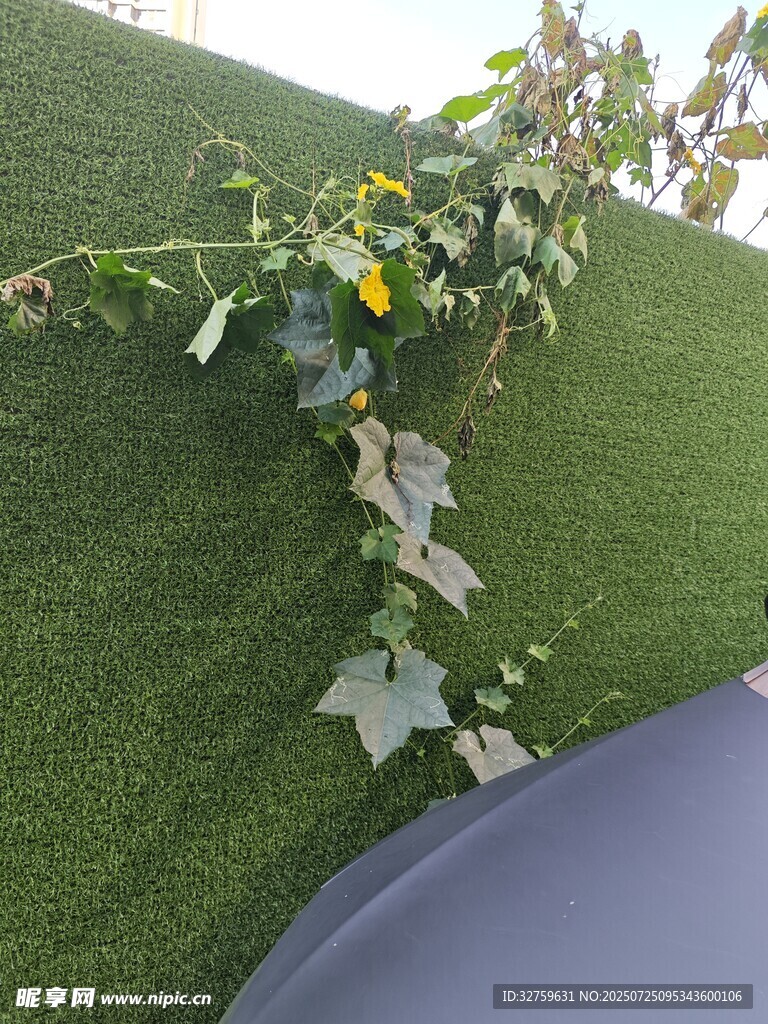 墙上绿植绽放黄色小花