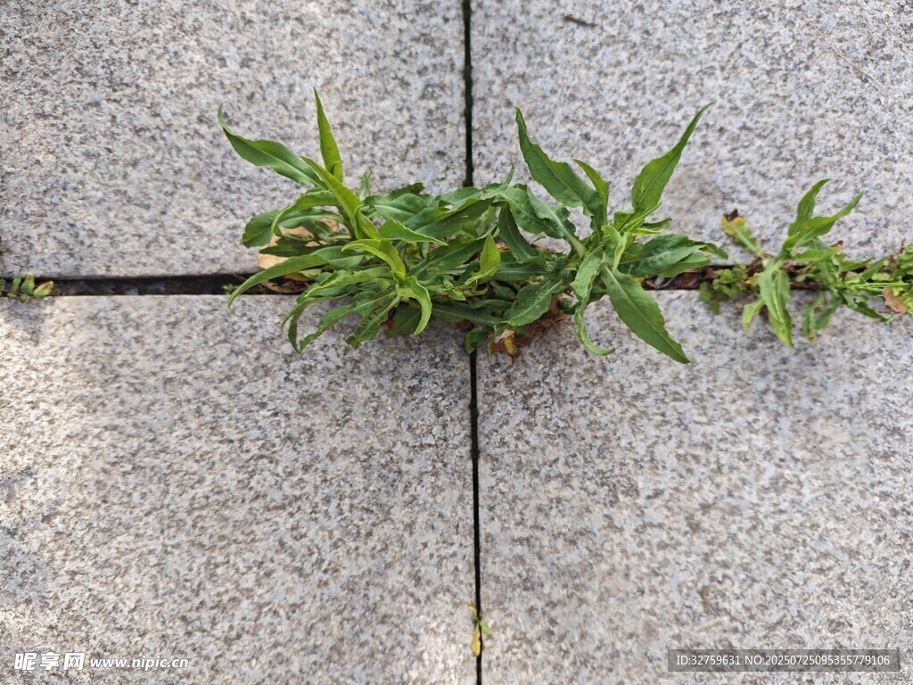 石缝中生长的嫩绿植物