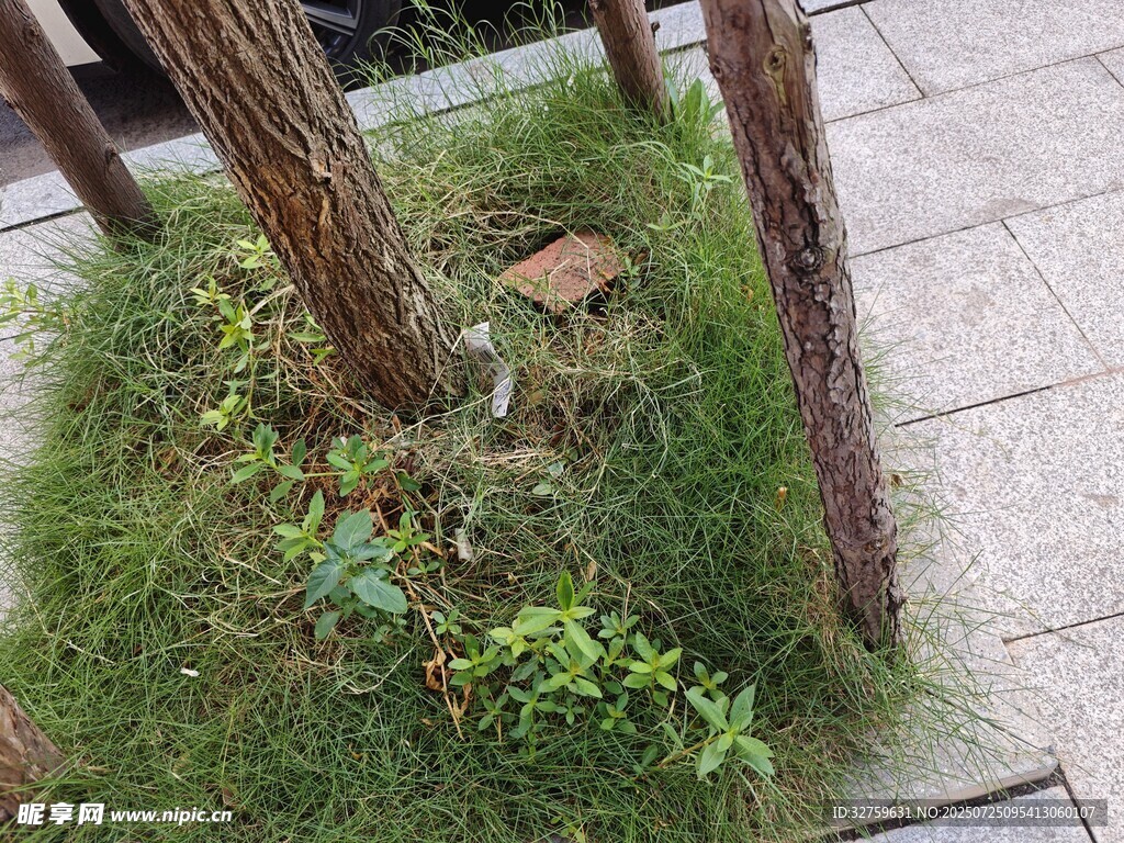 树下绿植景观