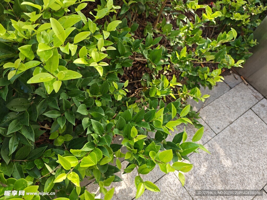 翠绿植物与石板路景观