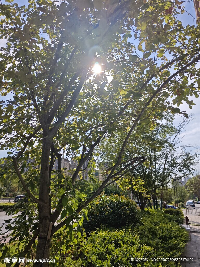 阳光透过枝叶洒下的美景