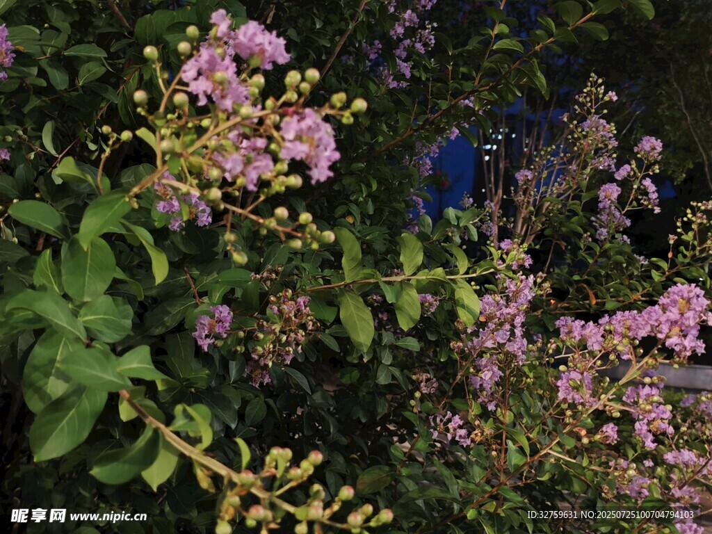 花园中的繁茂粉色花卉