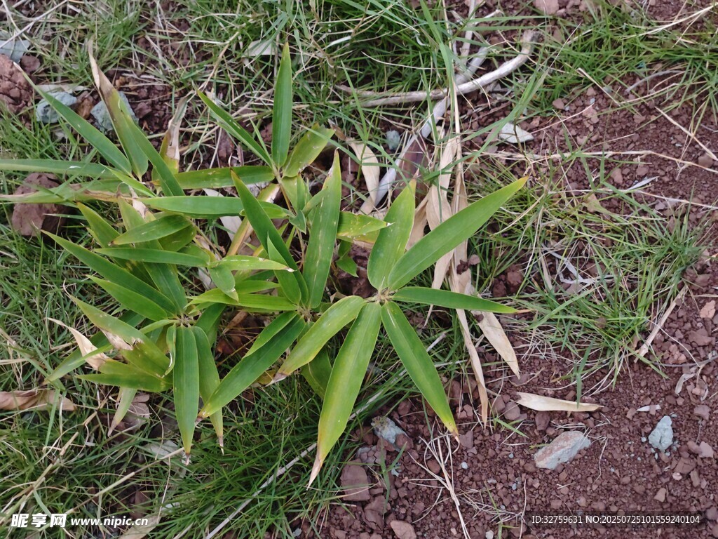 野外生长的嫩绿植物