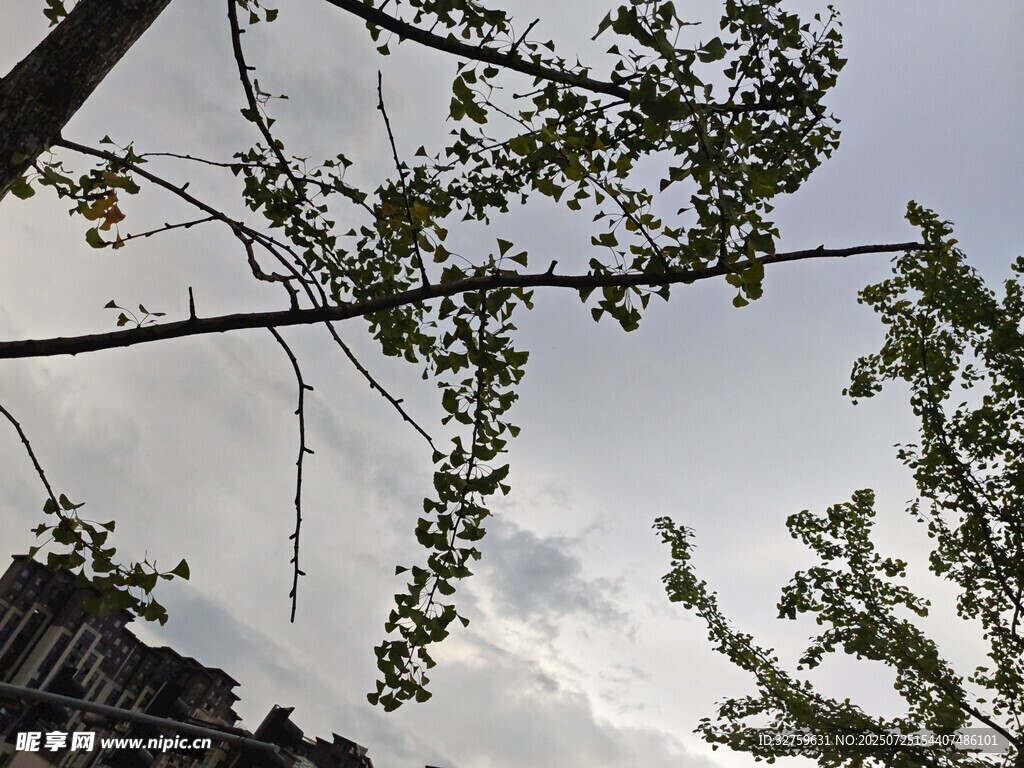 枝头嫩叶映灰白天空