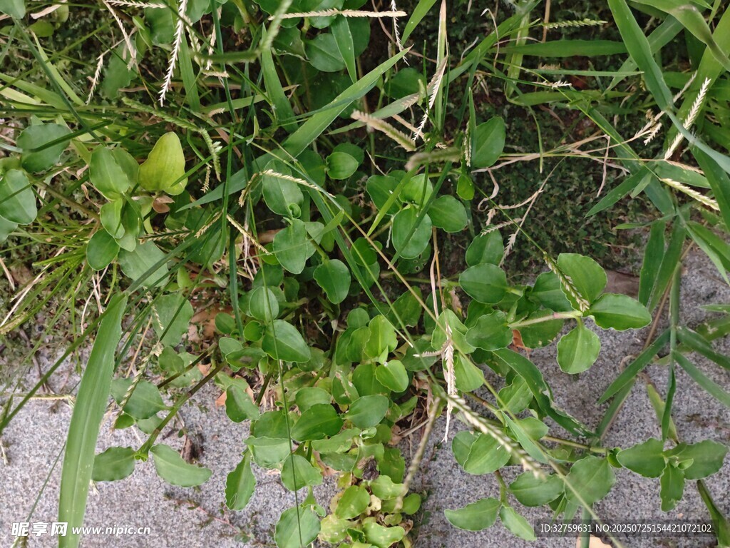 地面上的绿色杂草植物
