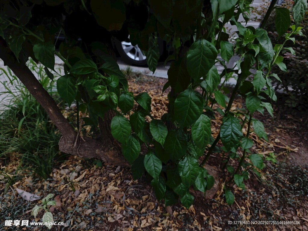 绿叶植物下的隐蔽景象
