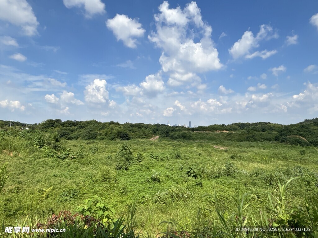 广袤绿野