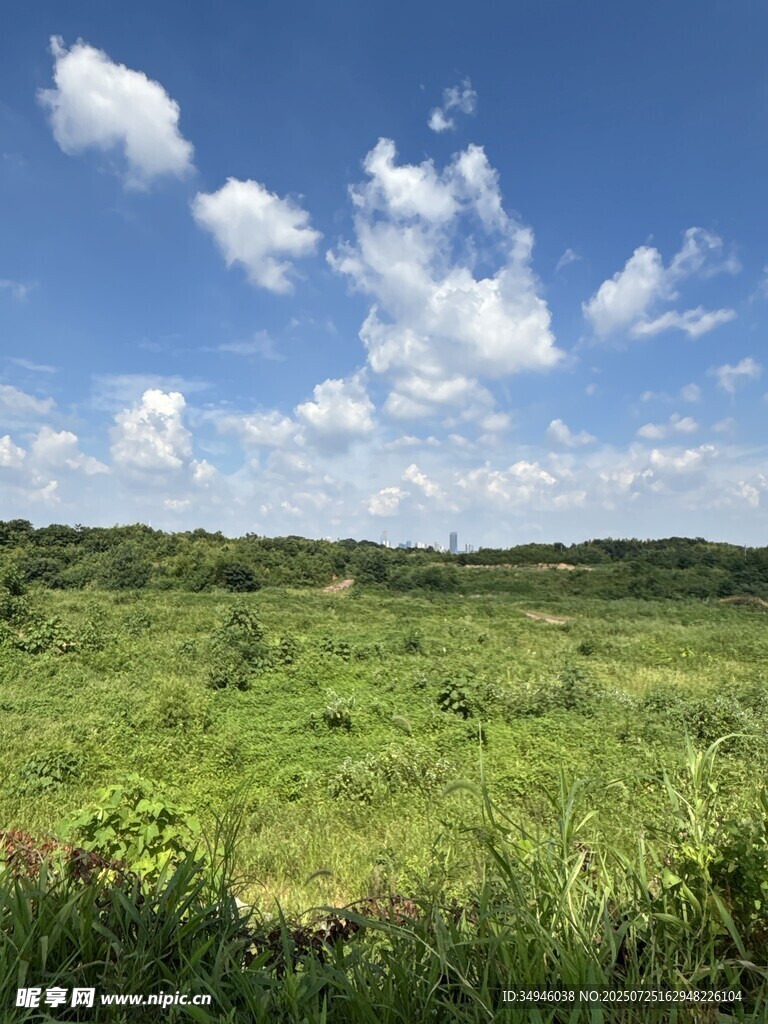 广袤绿野