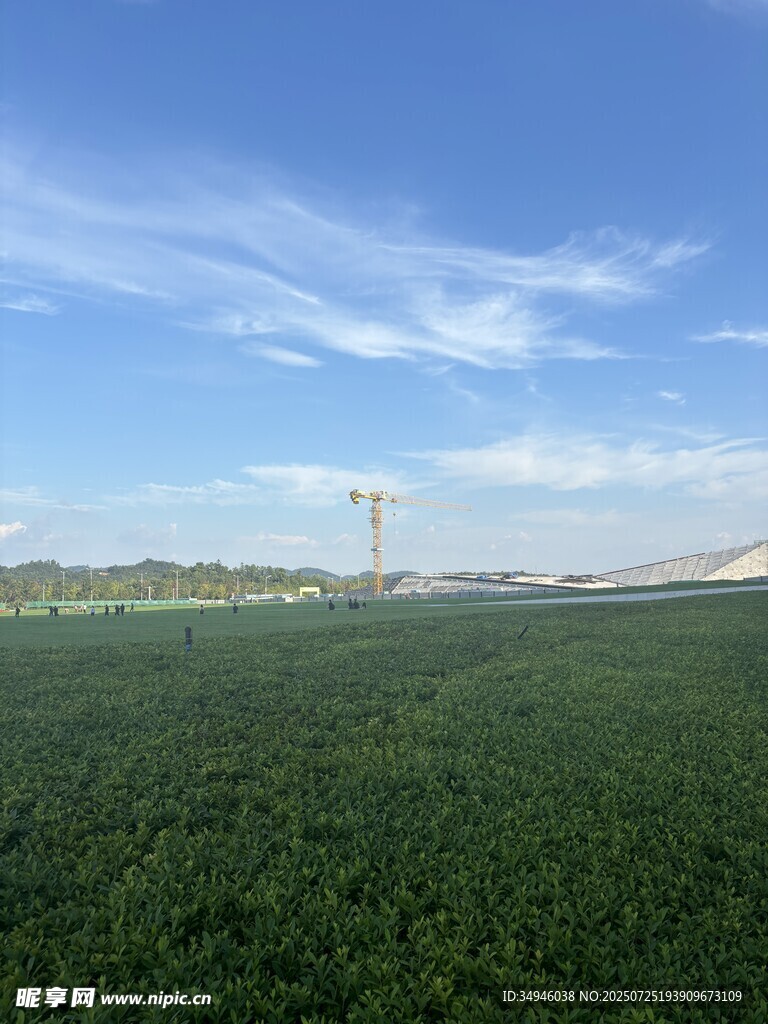 广袤绿野