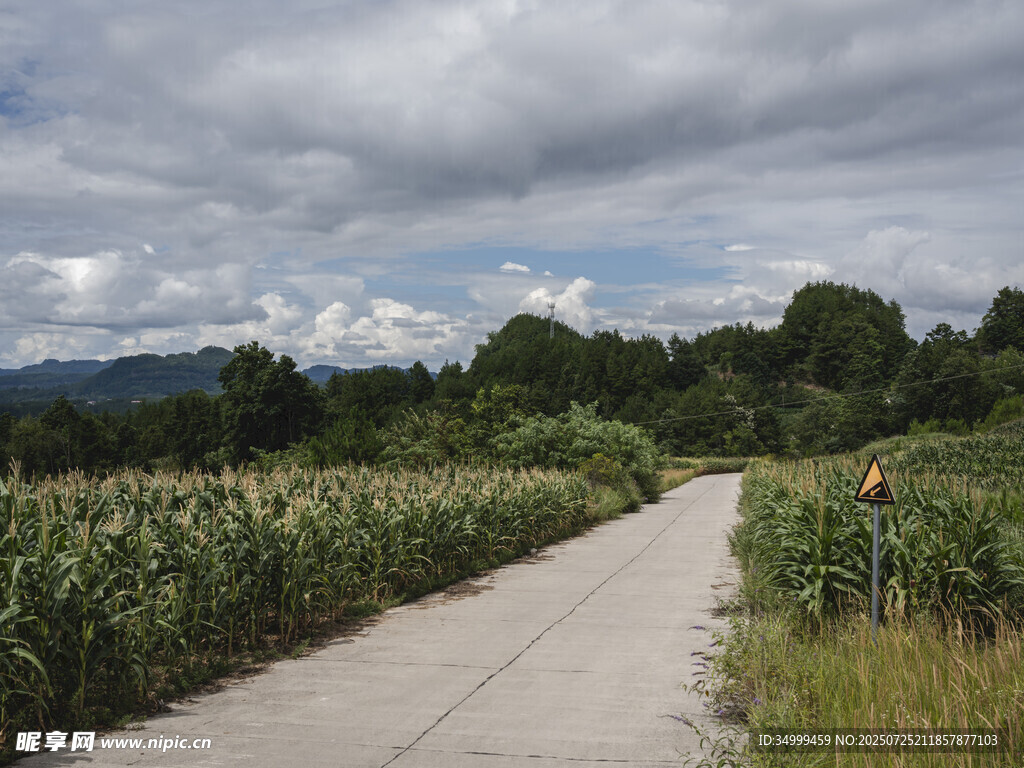 乡村道路和玉米田