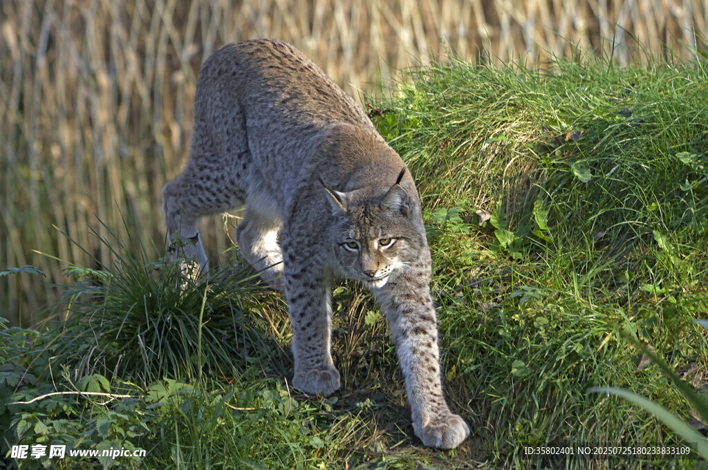 草丛中行走的野生山猫