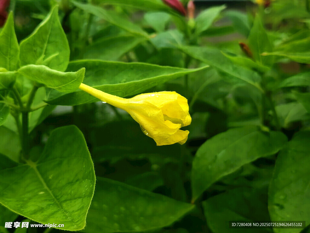 黄色喇叭状花朵与绿叶