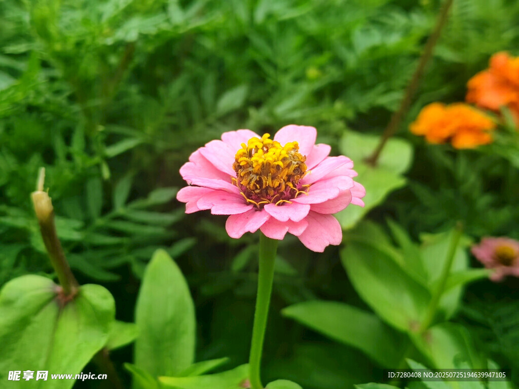 娇艳粉色花朵绽放绿意中