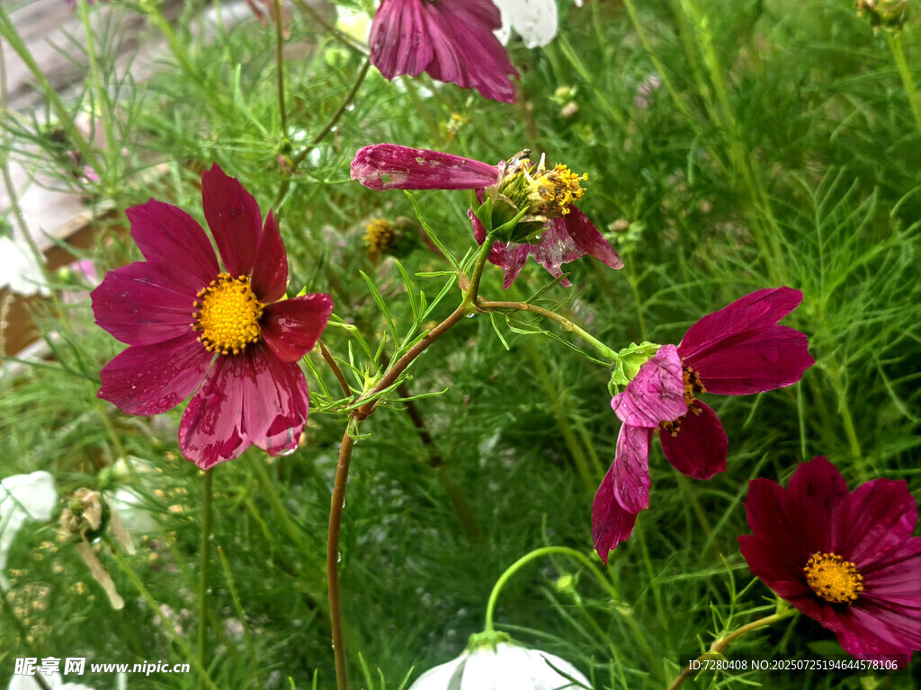 草丛中的艳丽波斯菊