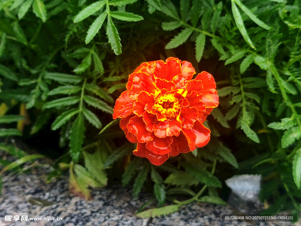 鲜艳橘色花朵绽放绿叶间