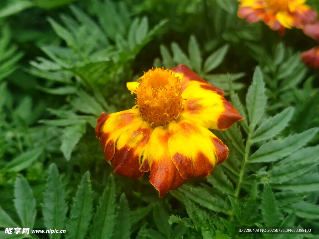 黄红相间美丽花卉绽放