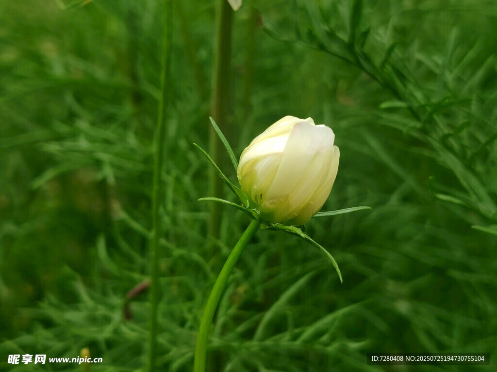 绿丛中的白色单朵小花