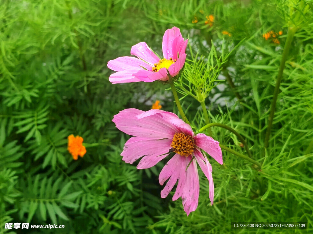 粉色花朵绽放于绿草丛中