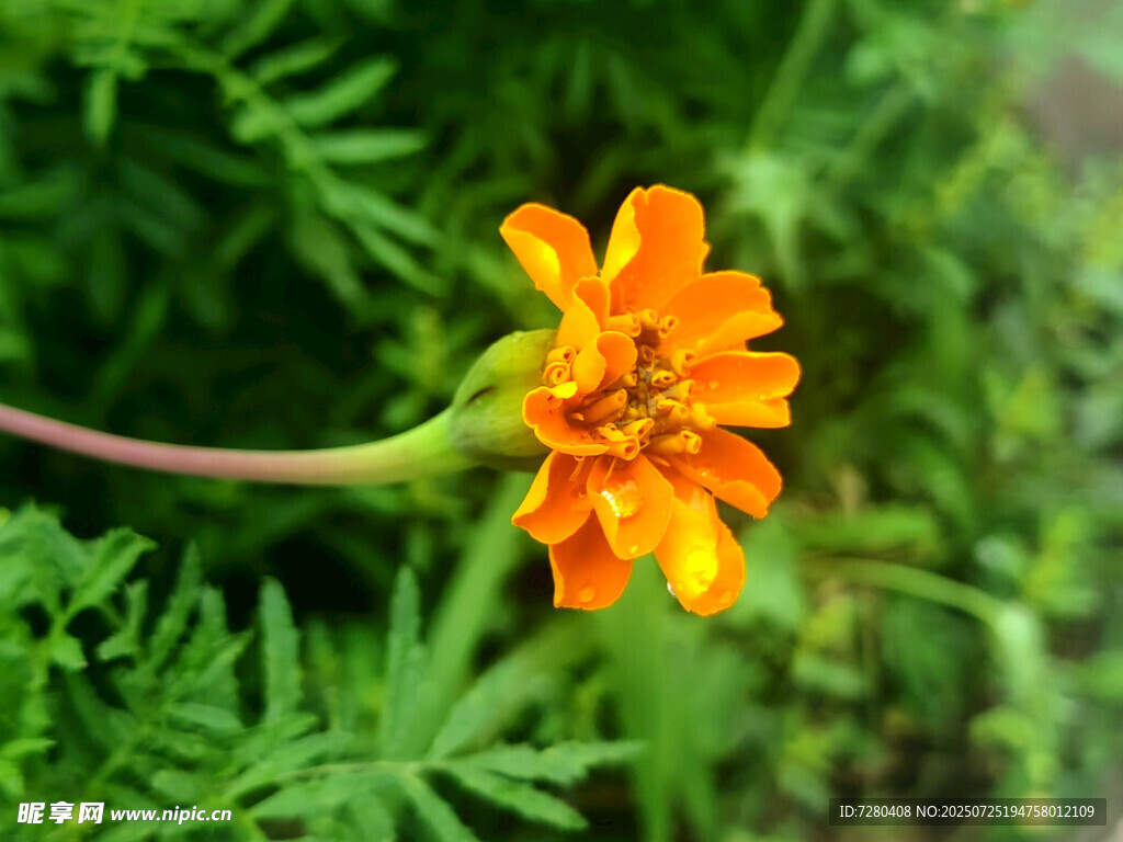 橙色万寿菊绽放绿意间