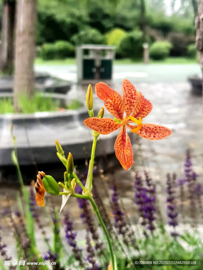 娇艳橙花绽放于绿植间