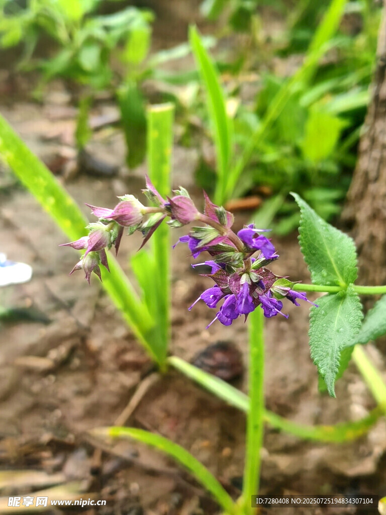 紫色小花绽放于绿植间