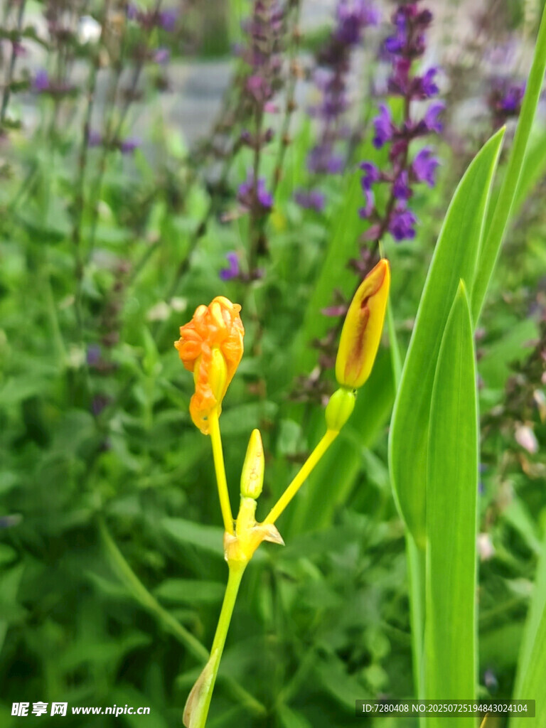 黄色鸢尾花绽放于绿野