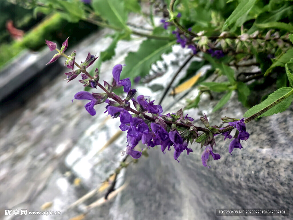 紫色小花特写